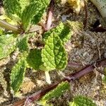 Stachys maritima Лист