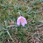 Crocus nudiflorus花