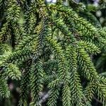 Picea orientalis Leaf