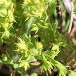 Lysimachia linum-stellatum Lapas