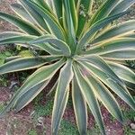 Agave demeesteriana Blatt