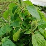 Acalypha alopecuroidea Blatt