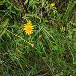 Buphthalmum salicifoliumBlüte