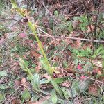 Ophrys passionis Bloem