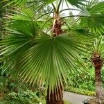 Washingtonia filifera Ліст