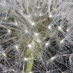 Taraxacum rubicundum Mbuma