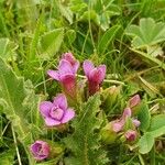 Gentianella campestrisFlor