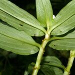 Tradescantia poelliae Leaf