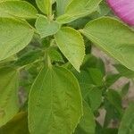 Hibiscus striatus Fulla