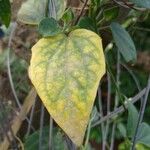 Thunbergia fragrans برگ