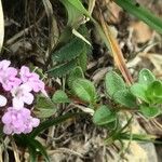 Thymus praecox Foglia