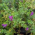 Polygala myrtifolia 整株植物