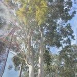 Corymbia citriodora Bark