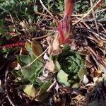 Sempervivum heuffelii Blatt