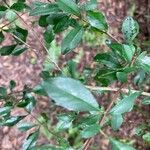 Bursaria spinosa Blad