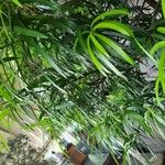 Podocarpus macrophyllus 葉