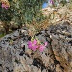 Dianthus rupicola Flower