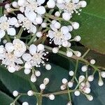 Photinia glabraFlower