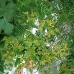 Koelreuteria paniculata Kvet