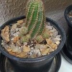 Echinocereus pectinatus Blatt