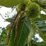 Castanea mollissima Φρούτο