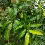 Pouteria caimito Leaf