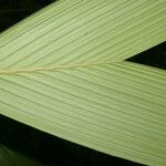 Calyptrogyne trichostachys Hoja