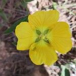 Ludwigia peruviana Flower