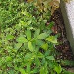 Trigonella foenum-graecum Frunză