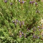 Lavandula mairei Blüte