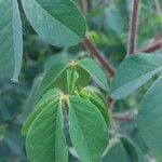 Crotalaria incana Лист