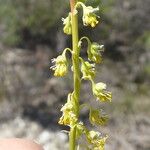 Reseda stricta Çiçek