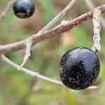 Ligustrum vulgare Frukt