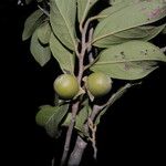 Diospyros acapulcensis Vrucht