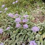 Scabiosa canescens Fuelha