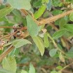 Pluchea dioscoridis Rinde