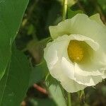 Gossypium arboreum Kukka