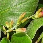 Canavalia sericea Flor