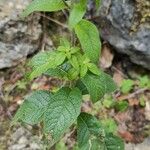 Inula conyza Folha