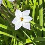 Ipheion uniflorum Flor