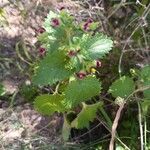 Scrophularia arguta Flor