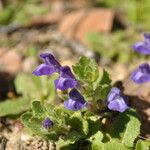 Scutellaria tuberosa Hábito