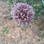 Allium ampeloprasumFloare