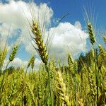 Triticum turgidum Ffrwyth