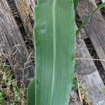 Sorghum bicolor Feuille