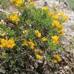 Genista pilosa Характер