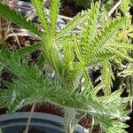 Potentilla recta Blad