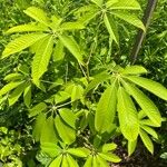 Bombax ceiba Leaf