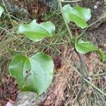 Smilax rotundifolia Leaf