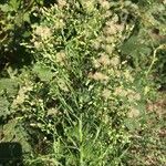 Erigeron canadensisFruit